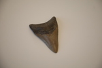 Fossilized Megalodon shark tooth I, approx. 5.6 million years old