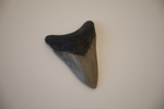Fossilized Megalodon shark tooth II, approx. 5.6 million years old