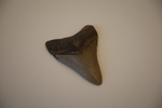 Fossilized Megalodon shark tooth III, approx. 5.6 millions years old